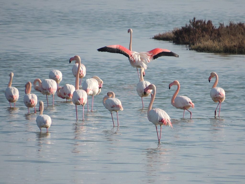 Fenicotteri Museo NatuRa