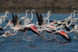 La pedalata dei fenicotteri organizzata dal Museo NatuRa di Sant'alberto