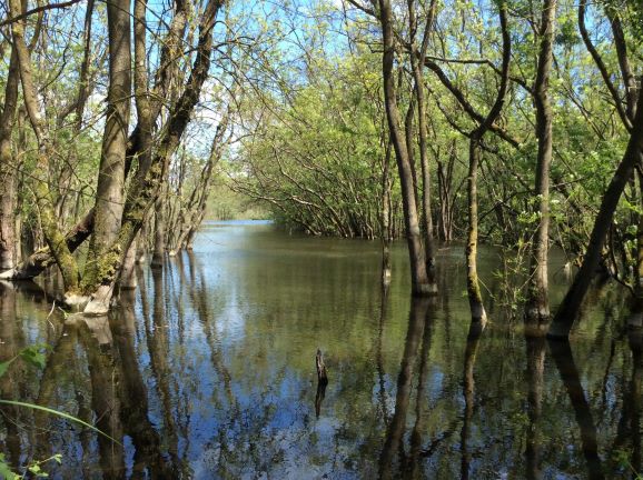 La foresta allagata di Punte Alberete