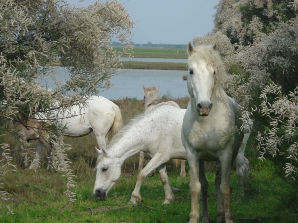 L'anello di Boscoforte