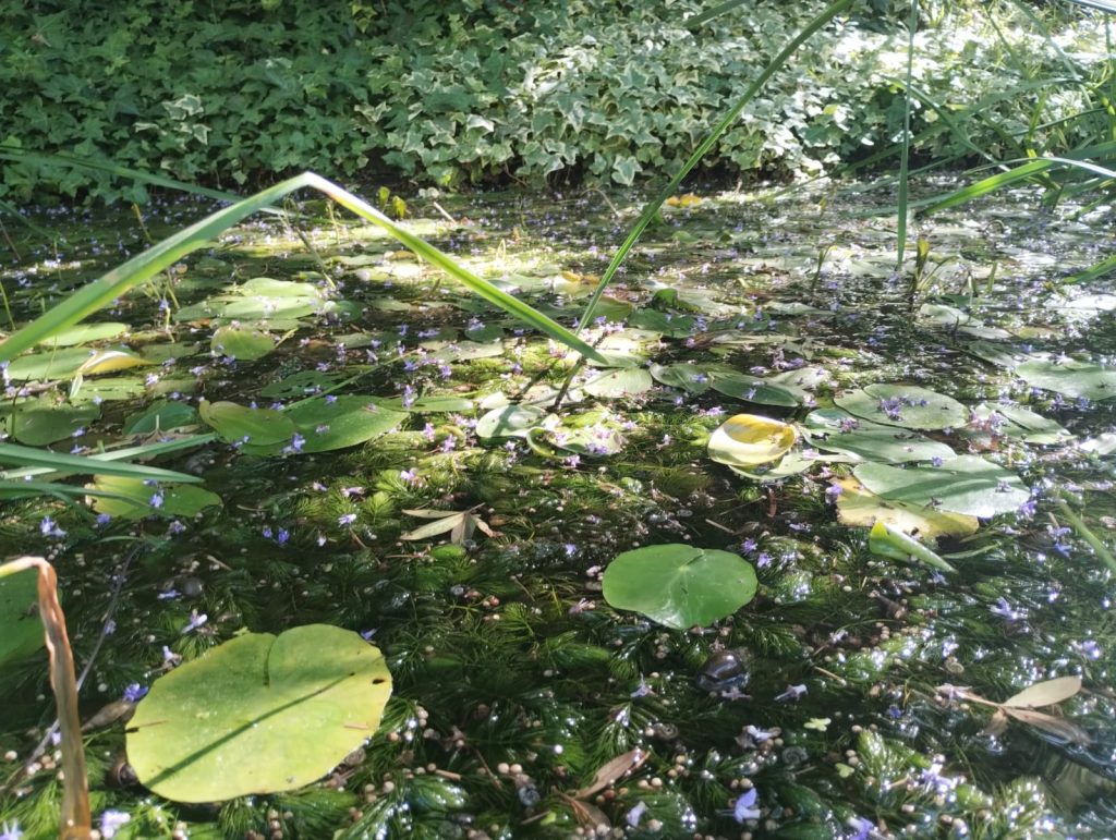 Storie di acqua e di foglie